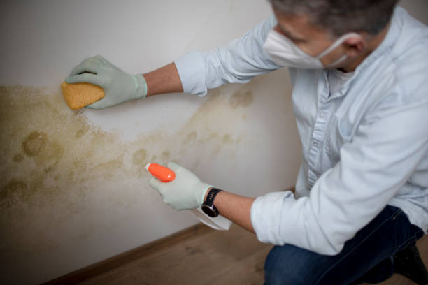 Office Mold Removal Services in Bartlesville, OK