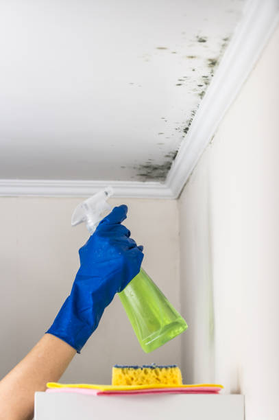 Best Mold Removal and Inspection  in Bartlesville, OK